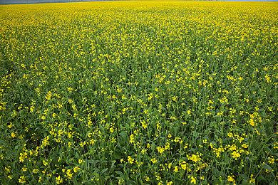 遥远未来的末世乌托邦，2D动作解谜游戏《默途》移动版即将上线 